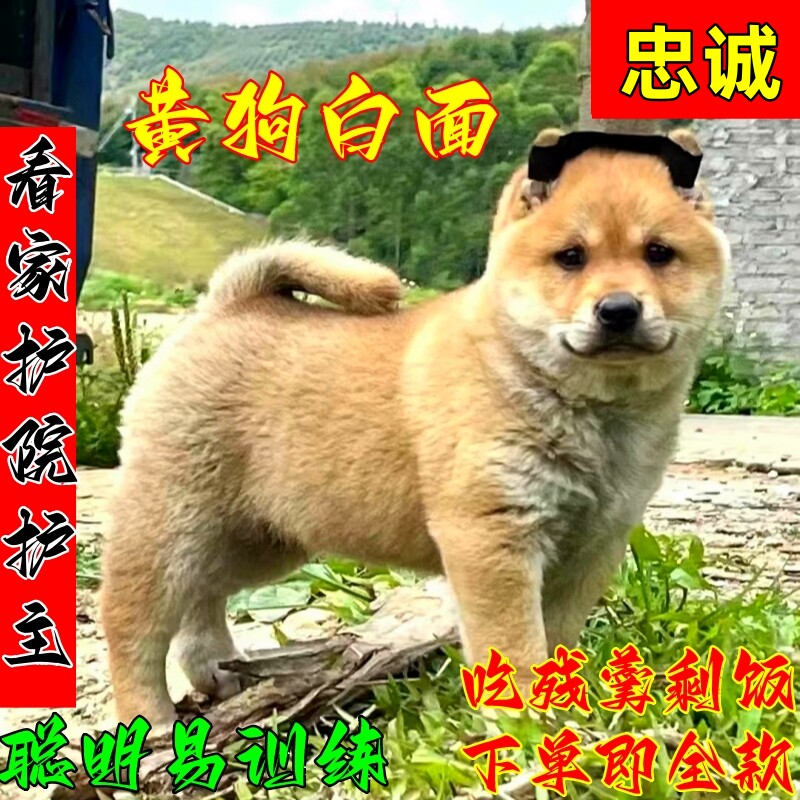 广西田园犬纯土狗看家护院家土猎狗大黄狗白面狗幼崽土狗狗活体