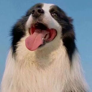 纯种边牧犬黑白色陨石色边牧幼犬活体宠物狗红棕色边境牧羊犬幼崽