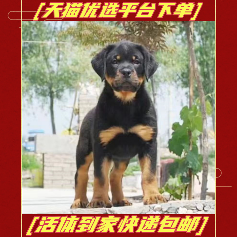 罗威纳犬幼犬活体防暴犬大头德系美系护卫犬看家护院宠物狗狗