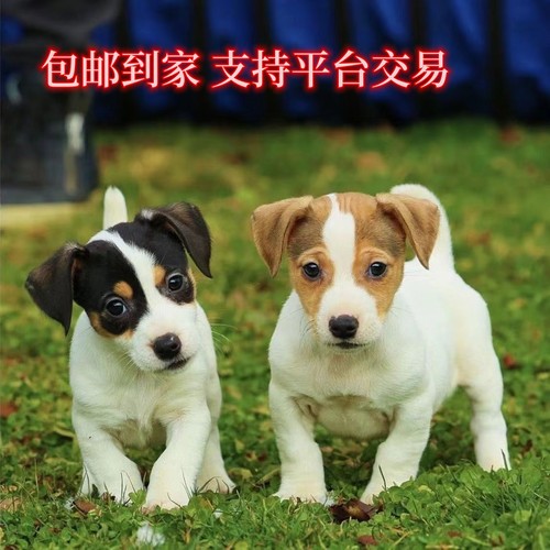 混血杰克罗素梗犬活体幼犬杰克罗素梗平毛刚毛活体猎犬牧师罗素
