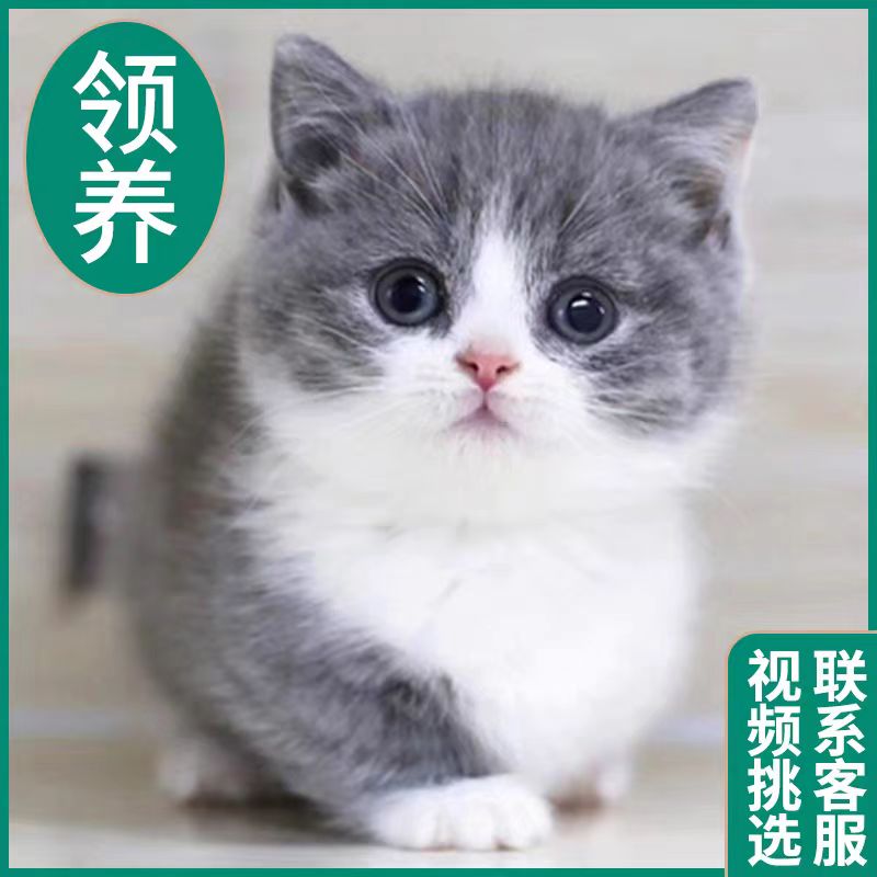 领养中华田园猫狸花猫橘猫活体三花幼崽家养捕鼠猫虎斑猫宠物活体