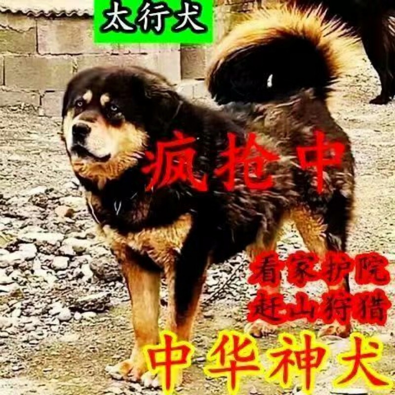 太行犬看家护院幼犬活体