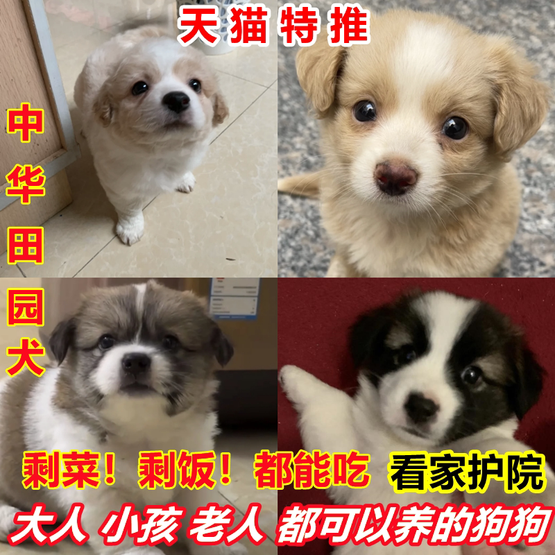 中华田园犬领养便宜活物小狗活体可爱小花狗小白狗小黑狗幼犬土狗