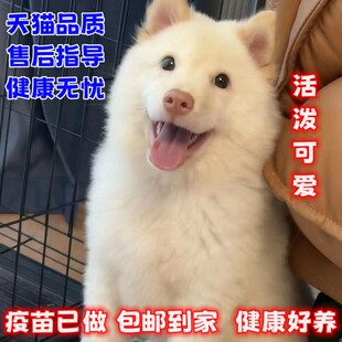 纯种广西田园犬白土松熊犬幼犬四眼土狗黄狗白面虎斑五红五黑宠物