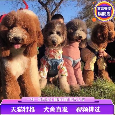 巨贵犬幼犬纯种大型泰迪犬宠物狗狗活体灰红白花色巨贵巨型贵宾狗