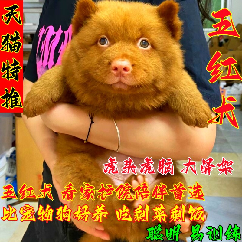 广西土猎犬中华田园犬潮汕五红犬五黑犬活体幼犬狗崽狗狗虎斑狗狗