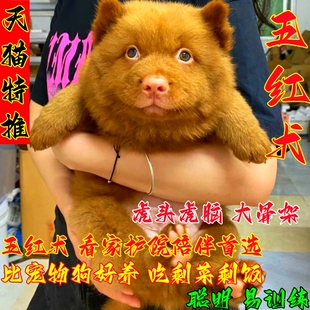 广西土猎犬中华田园犬潮汕五红犬五黑犬活体幼犬狗崽狗狗虎斑狗狗