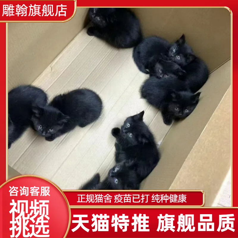 黑色猫玄猫现货宠物猫咪纯种黑猫纯黑色玄猫幼崽幼猫小猫懒人