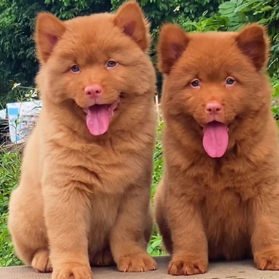 中华田园犬潮汕五红犬狗崽狗狗虎斑土猎犬纯种狗狗五黑犬活体幼犬