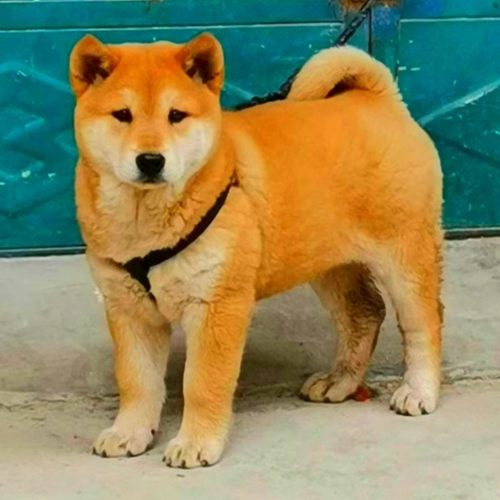 广西土猎犬中华田园犬农村看门狗大黄狗黄狗土狗活体幼崽黄狗白面