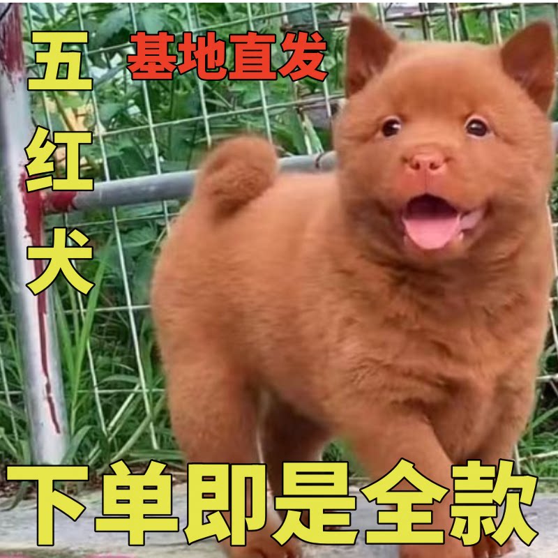 活体幼犬狗崽狗狗潮汕五红犬五黑犬虎斑土猎犬中华田园犬纯种狗狗