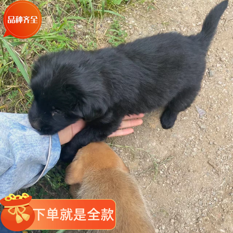 中华田园犬健康小狗活体可爱小花狗小白狗小黑狗幼犬土狗领养陪伴