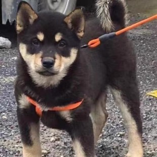 广西土猎黑色四眼铁包金中华田园犬看家护院好养小狗幼崽看门土狗