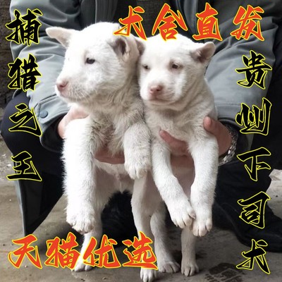 下司犬虎头猎犬纯种下司犬贵州猎狗猎犬赶山黑下司幼犬2个月狗狗