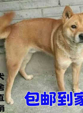 纯种中华田园犬正宗四眉四眼幼犬黄狗白面黄种狗小型狗仔纯白狗狗