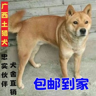 纯种中华田园犬正宗四眉四眼幼犬黄狗白面黄种狗小型狗仔纯白狗狗