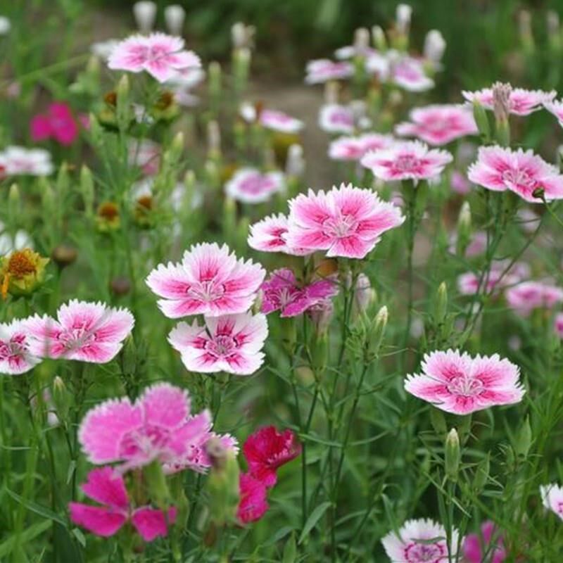 四季户外喜阴矮花仔多年生石竹花种夏天花卉植物种子公园路边绿化