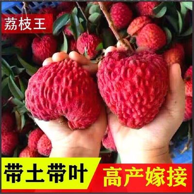 无核四季阳台庭院荔枝苗包邮