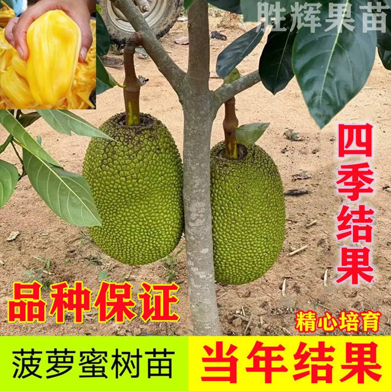 菠萝蜜苗树苗果苗嫁接苗榴莲蜜马来西亚1号黄肉红肉庭院盆栽地栽-封面