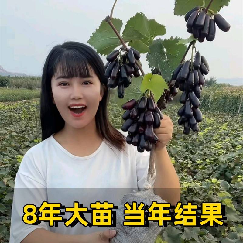 南方种植阳光玫瑰葡萄树