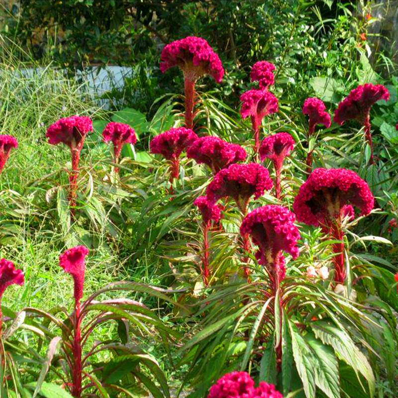 凤尾鸡冠花盆栽花种子室外绿化庭院花苗四季播种观赏易活草花种籽
