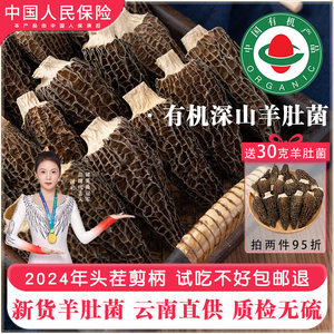 云南有机非特级羊肚菌头茬新货
