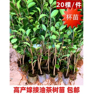 20棵 油茶树苗湘林高产嫁接油茶苗油茶籽苗杯袋苗山茶油苗批发