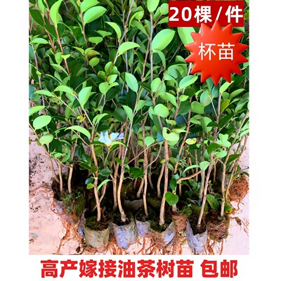 20棵 油茶树苗湘林高产嫁接油茶苗油茶籽苗杯袋苗山茶油苗批发