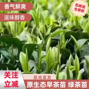 茶苗正宗绿茶苗茶叶苗云雾婺源绿茶苗苟牯脑绿茶苗茶树苗茶叶苗
