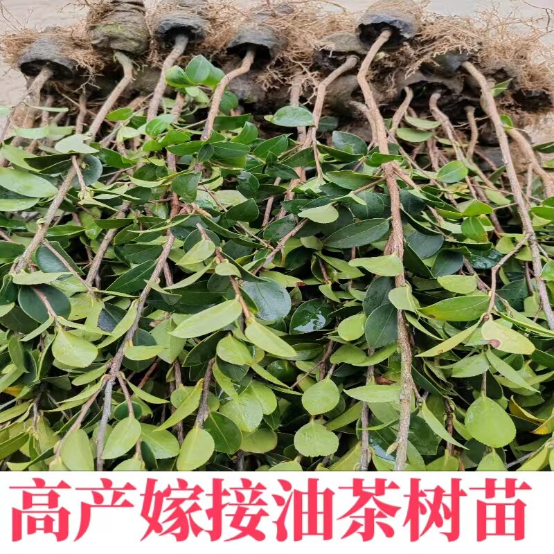 长林南方油茶树苗高产嫁接油茶苗山茶油苗茶油树苗木子苗杯苗白花