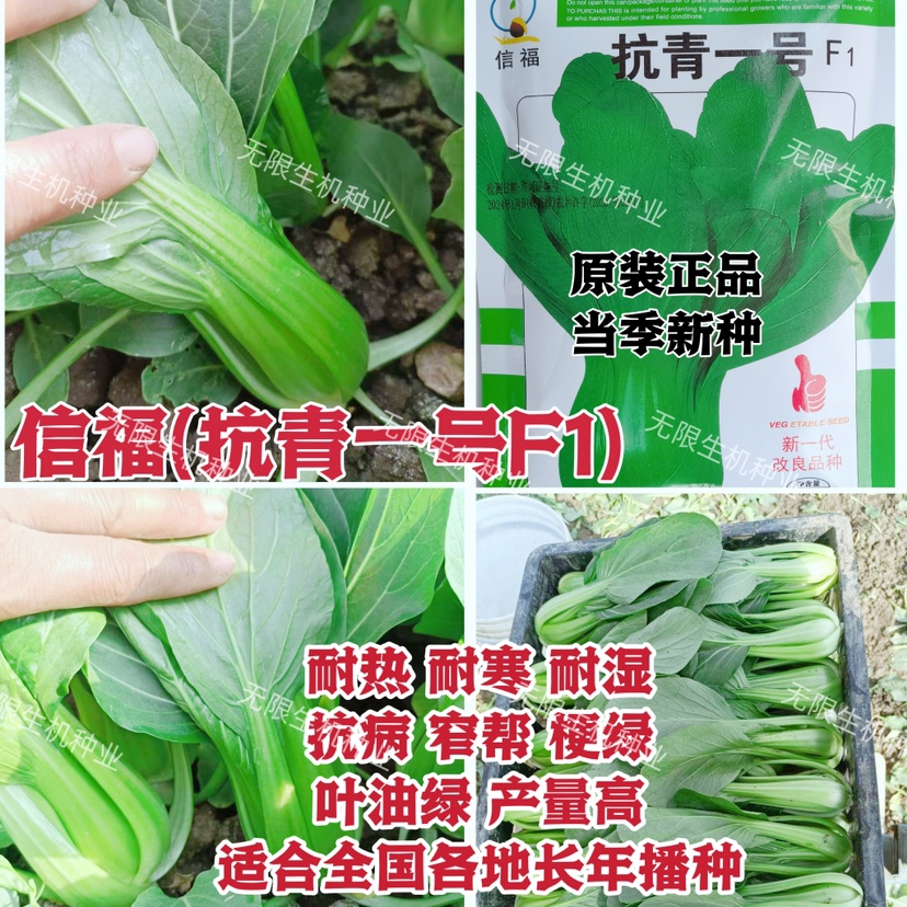 信福 抗青一号青梗菜种子上海青菜种子夏季耐热抗热耐高温油菜籽