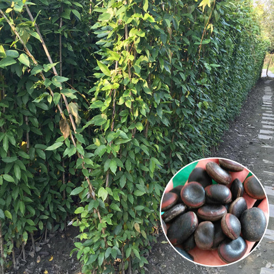 药用东北连翘种子黄老虎迎春花木槿花楸树常春藤禾雀花油麻藤种子