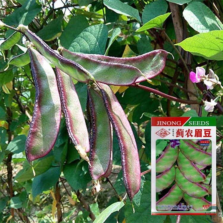 红边扁豆种子四季豆角梅豆角红眉豆蔬菜梅豆孑架豆豆