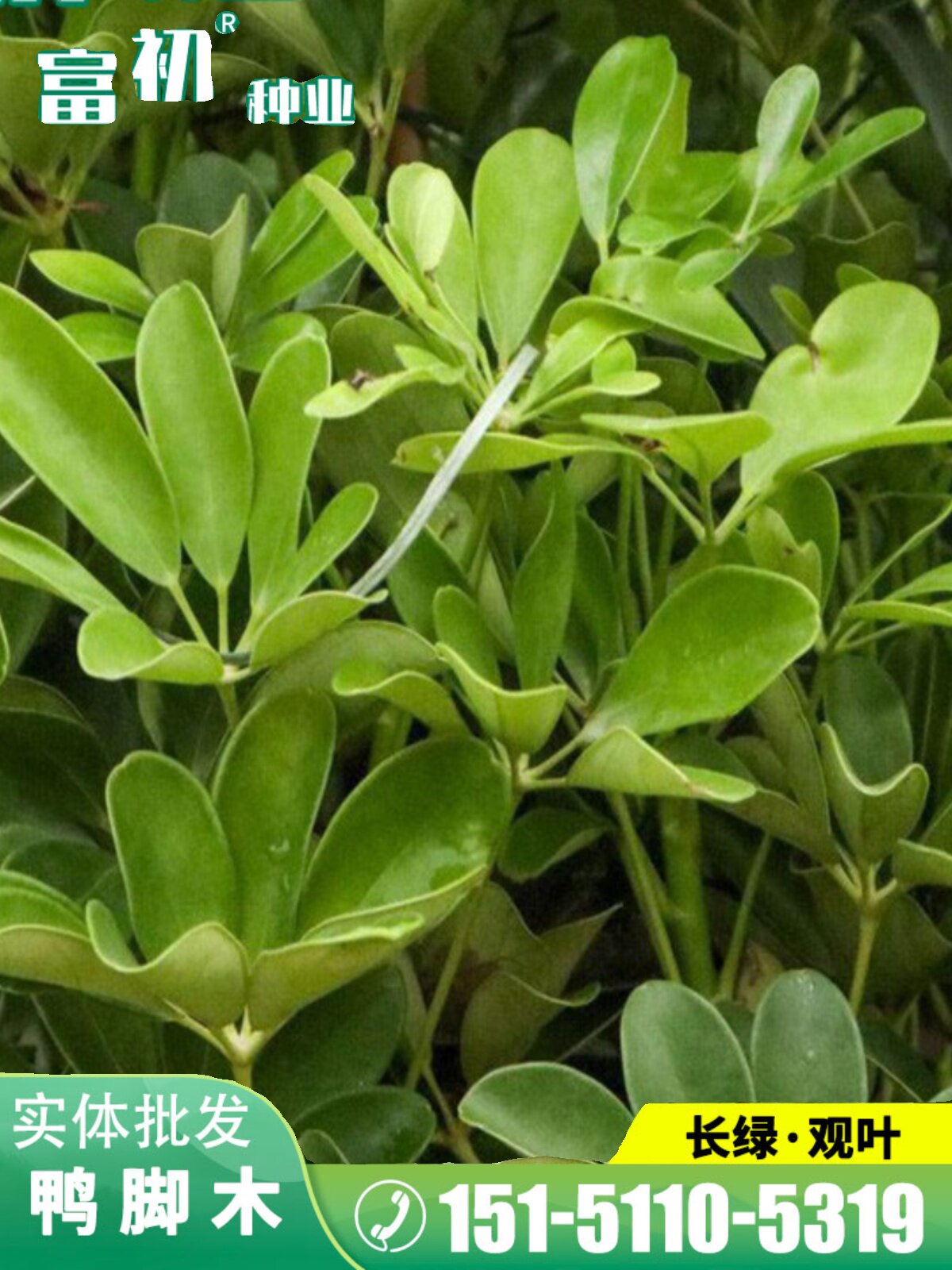 散装野生鸭脚木种子鹅掌柴吉祥树鸭母树冬季蜜蜂蜜源植物家庭室内