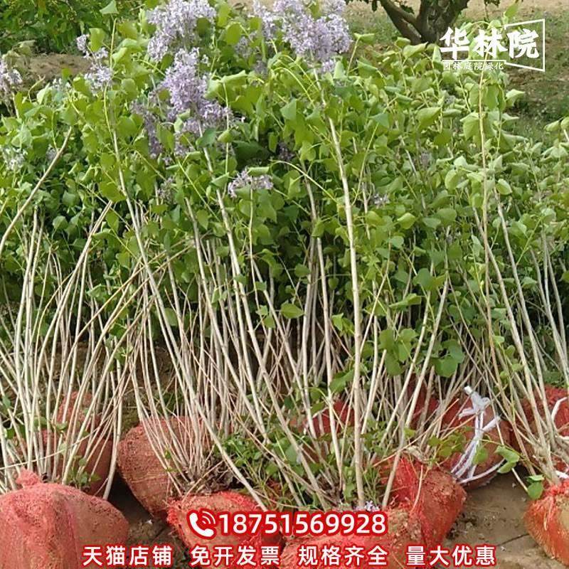 丛生丁香树苗园林绿化苗木蓝紫色欧洲丁香花浓香花卉庭院耐寒植物