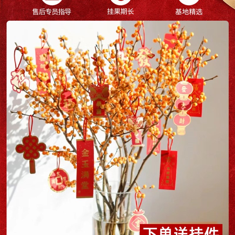 五代同堂黄金果盆栽绿植物乳茄果五指茄J花卉植物室内花年宵花乔