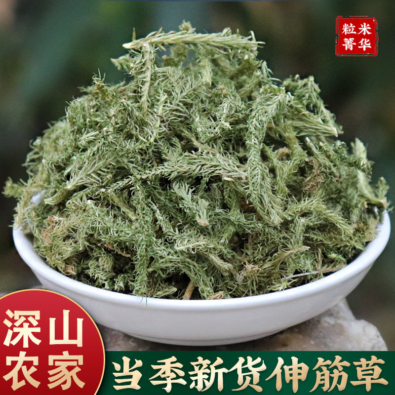 正品伸筋草中药材野生伸筋草500g克舒筋草泡脚身筋草马尾筋草石松