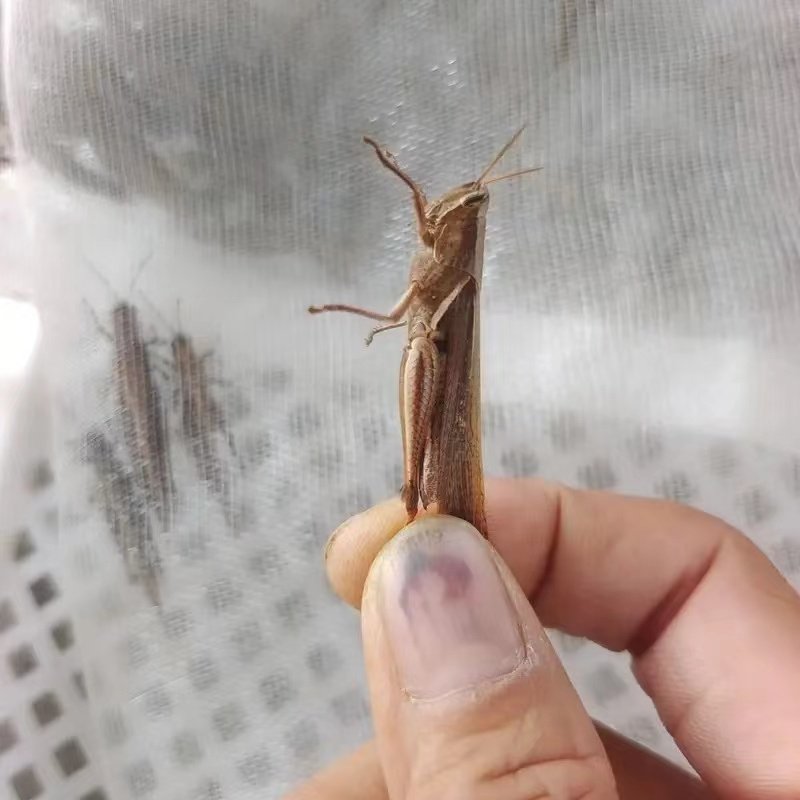 丁蜢活虫虰蜢活虫花腿蚂蚱喂鸟的虫子兰花蜢画眉专用虫鸟食黑鬼蜢