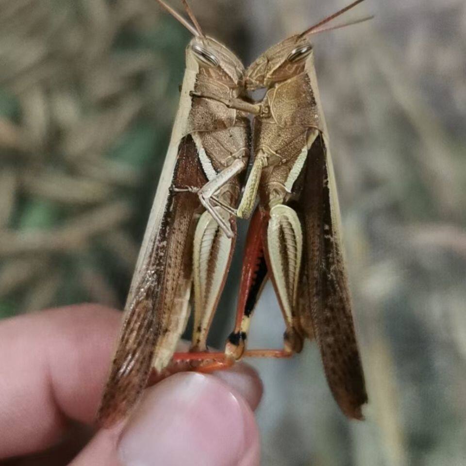丁蜢活虫虰蜢活体花腿画眉鸟食提性壮膘增强体质和画眉专用虫蚂蚱