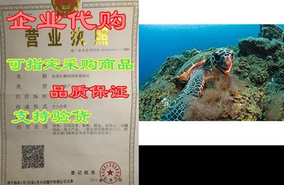 Hawksbill Sea Turtle Underwater Canary Islands Photo Art