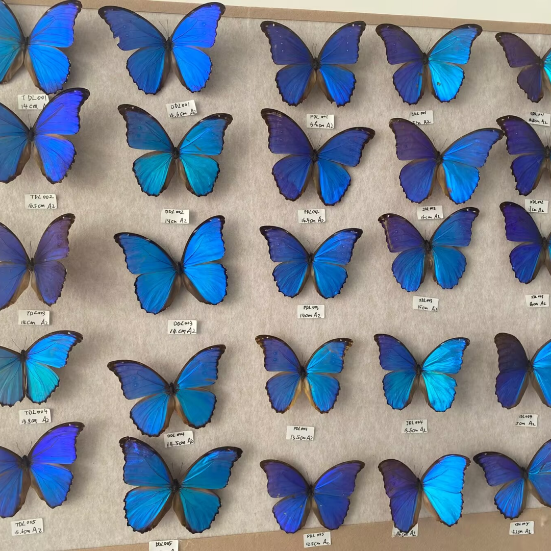 包邮｜大蓝闪蝶展翅品A1 A2瑕疵合集一物一拍轧棉发货可取出DIY