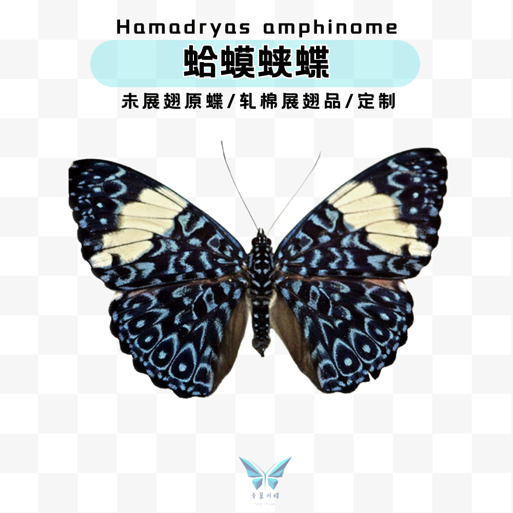 现货 | 蛤蟆蛱蝶蝴蝶未展翅原蝶进口标本蝴蝶