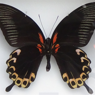 原蝶现货 | A1苔美凤蝶未展翅原蝶