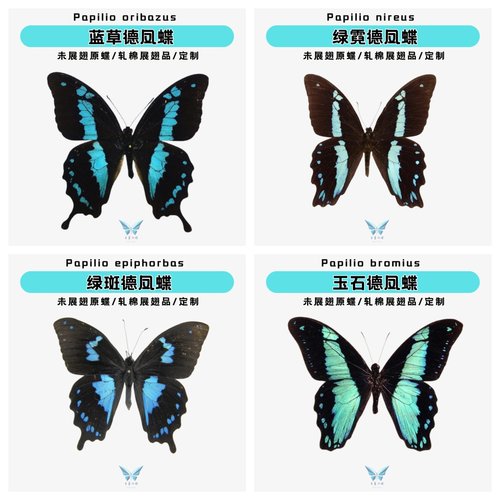 蓝草绿斑绿霓玉石德凤蝶瑕疵品盲盒子未展翅原蝶蝴蝶标本
