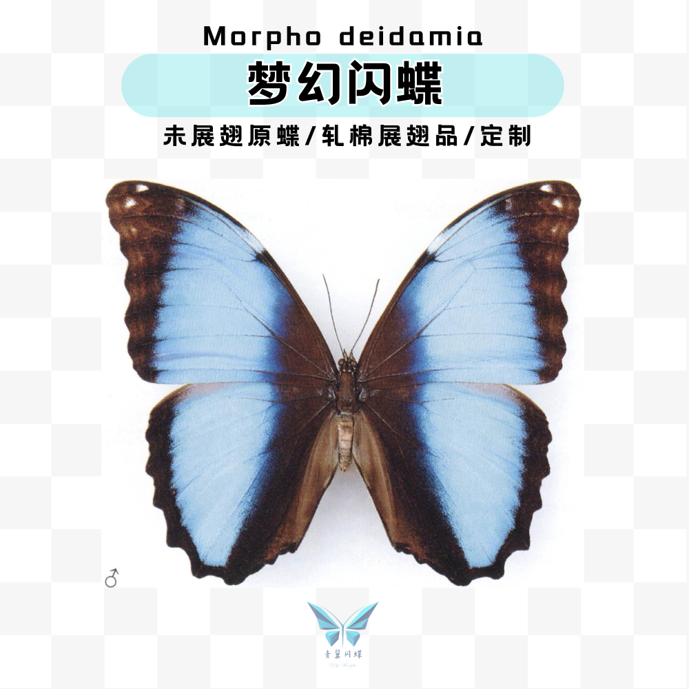 A1未展翅梦幻闪蝶青翼闪蝶一手