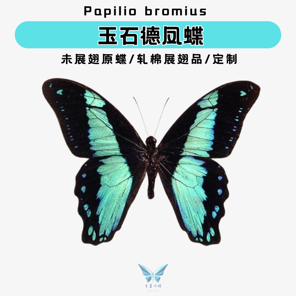 玉石德凤蝶未展翅原蝶蝴蝶标本|原蝶|压棉展翅品|装饰框