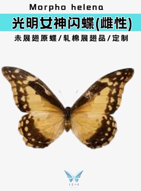 光明女神闪雌性黄色未展翅原蝶收藏级蝴蝶标本|相框工艺摆件