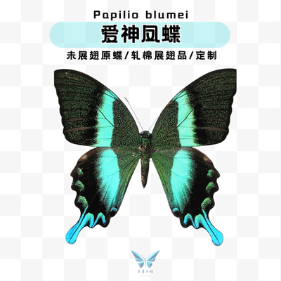 蓝尾翠凤蝶爱神凤蝶蝴蝶未展翅原蝶进口标本未展翅原蝶A1/A