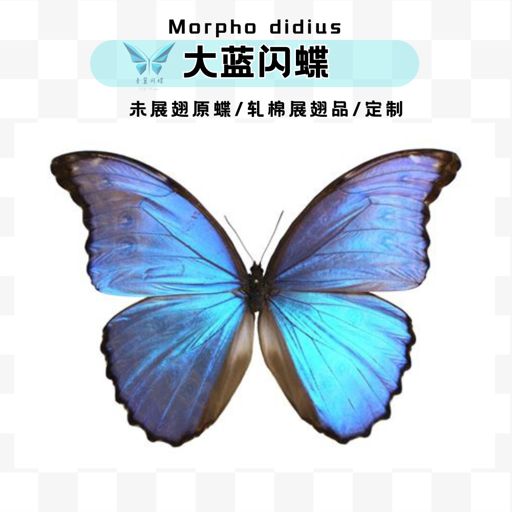 青翼闪蝶羽化品人工养殖大蓝高品