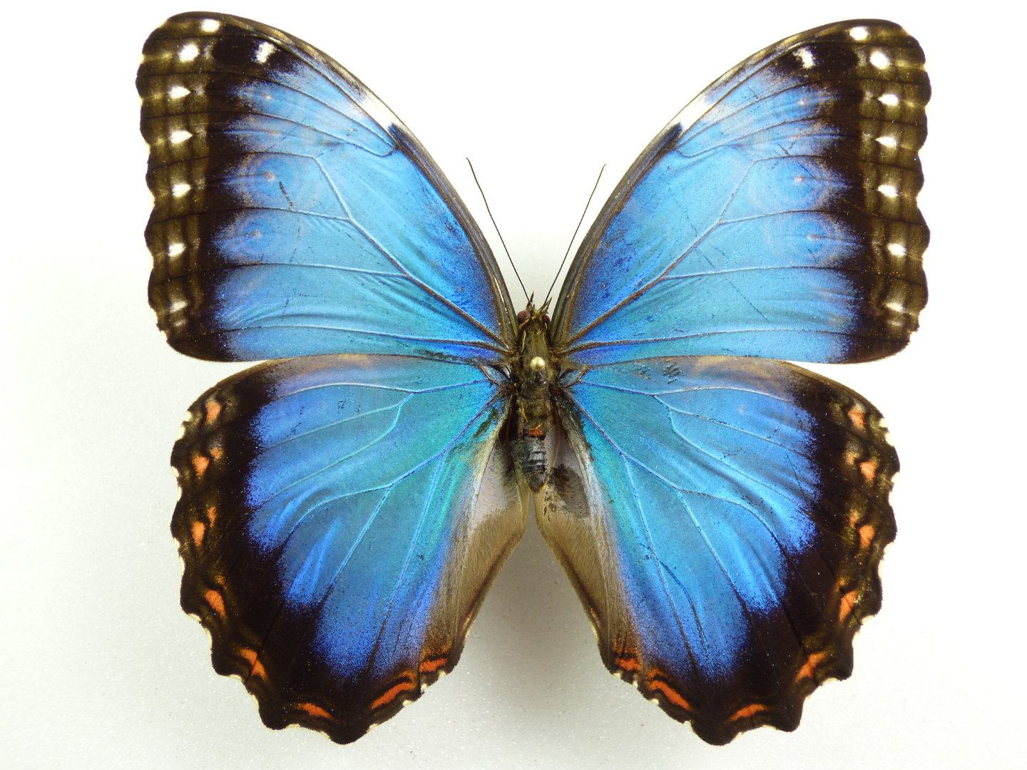 现货 | 黑框蓝闪蝶蓝闪蝶a1原蝶未展翅